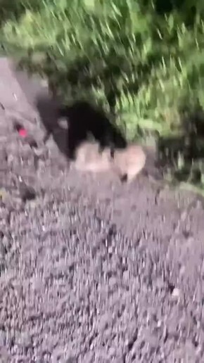 Эпичная драка из Дагестана