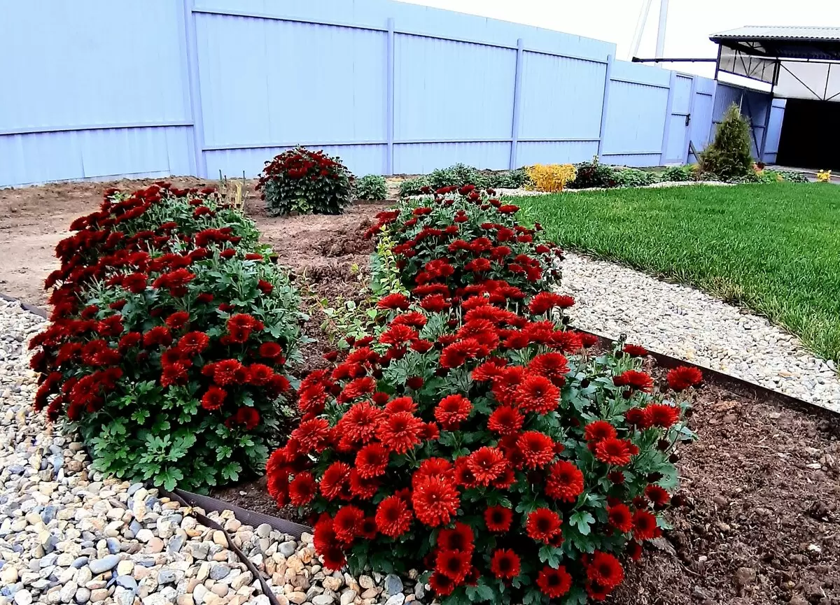 Удачное зимование хризантем мультифлора: неожиданный опыт