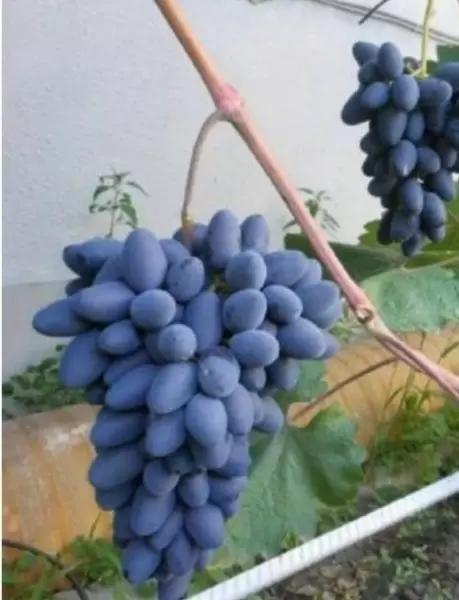 Виноград Атос: идеальный выбор для любителей сладкого и раннего урожая