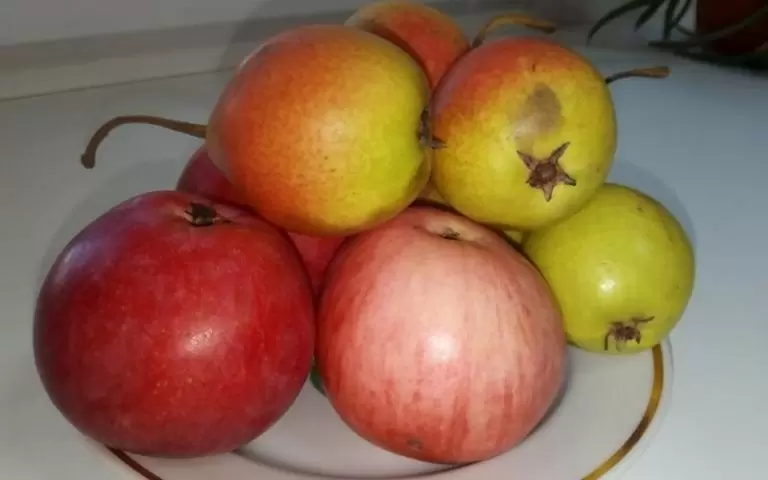 Как правильно очищать овощи и фрукты: здоровье и безопасность на первом месте