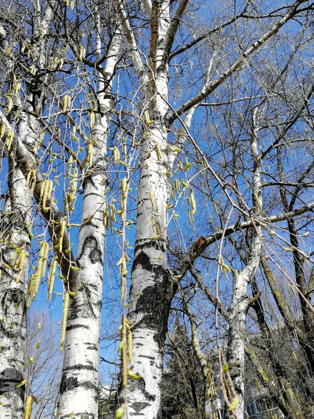 Привет, Тольятти! . Готовьтесь к довольно тёплому дню