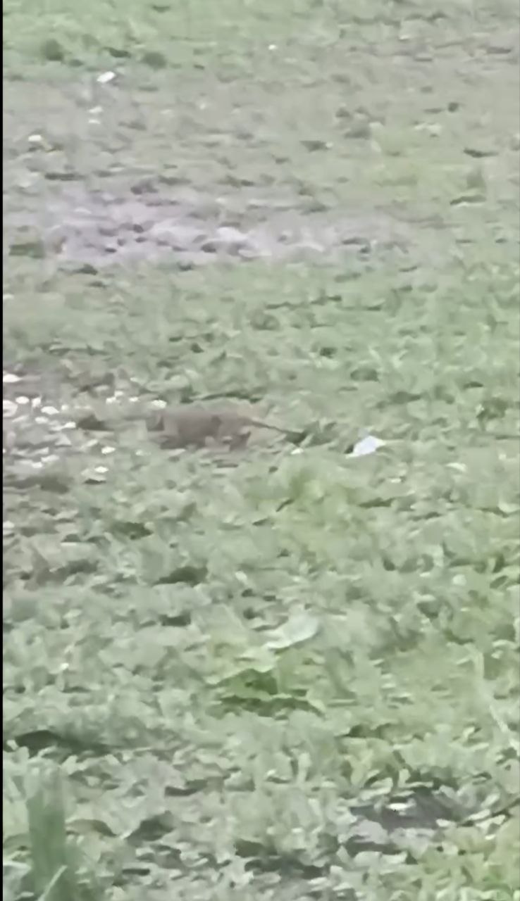 Самарцы обратили внимание на нашествие грызунов во дворе дома на пр. Кирова, 261