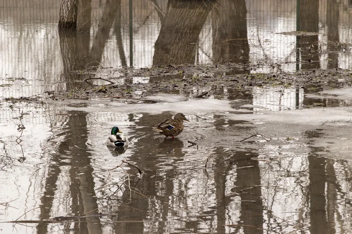 В Самарской области зафиксировано подтопление двух дачных участков и участка дороги