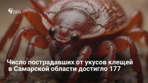 С начала сезона в Самарской области от укусов клещей пострадало 177 человек, включая 71 ребенка