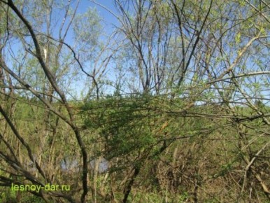 ����������� ��� �������������: ������� � �������� ��������