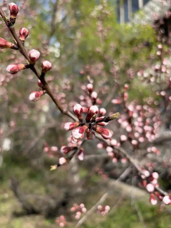 ���� ������: ��������� � ��� �� ������ ����������� ������� �������