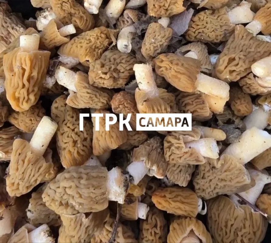 ��� ����� ������ �������� ������� ������� ���� ����������