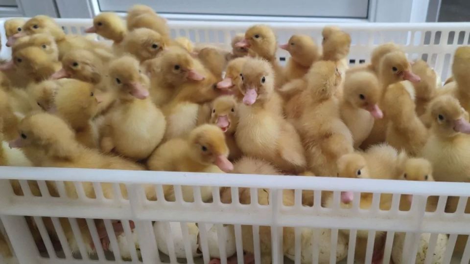 ����� ��������� ������ ����������� ������������ ��� �������