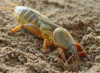 ��� ���������� �������� �������� �� �������: ������� ����������� ���������