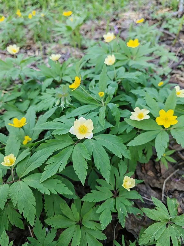 �� ���������� ����������� ����������� ����������� ��������� �������� (����������� ������ ���������������� �����) � ���������� �����������