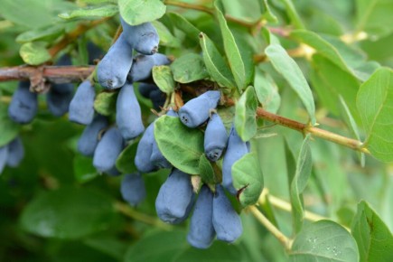 ������������ ������ �� ����������� ���������