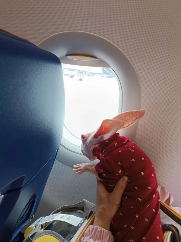 ����� ����� �������� ������: ����� ������ �� ������� ������� ���� ������� ������������ ������