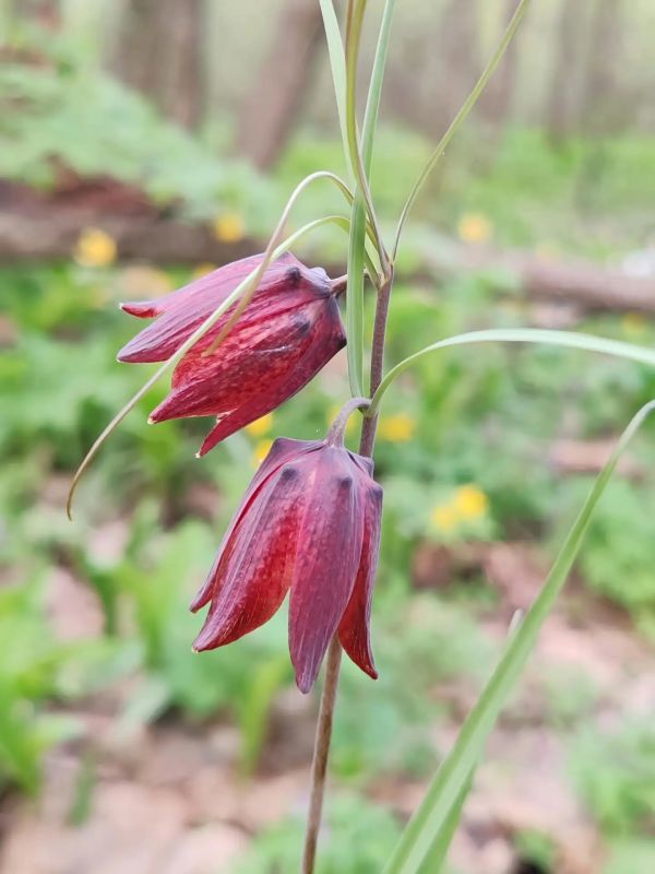 ������ ������ ������ � ����������� �����������