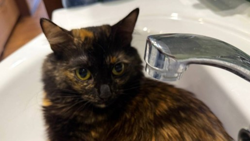 � ������ ������� ����� ��������� ��� �������� ���� 21 ������