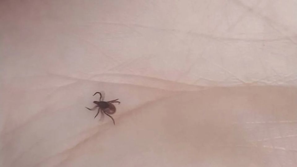 �������� ������� 5 �������� �������� �� ���������