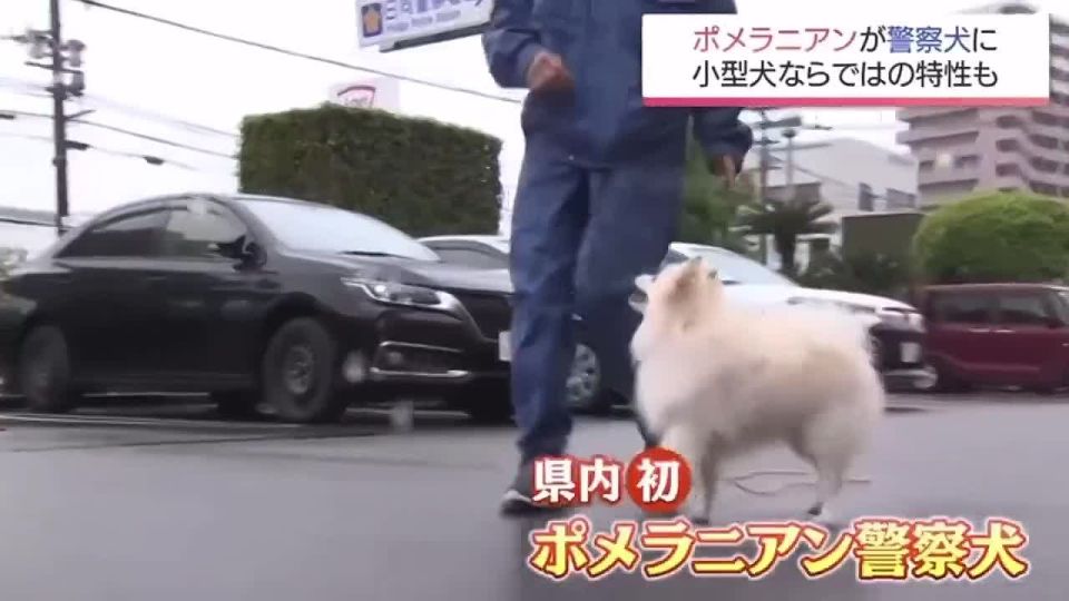 � ������ ���� ������� ���� �����������