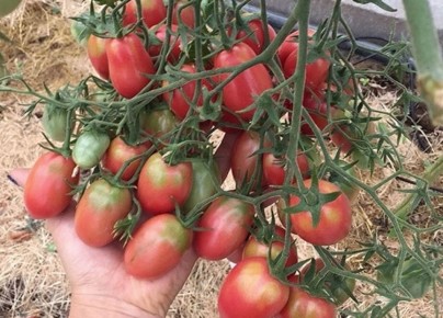 ������ ���-���-���: ������ ����� ��� ���������� �������