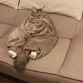 ���� ������ ����� ����������� ������ ���������?