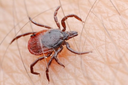 ��� ���������� �� ������ ������ ������: ������ ������ �� �����������