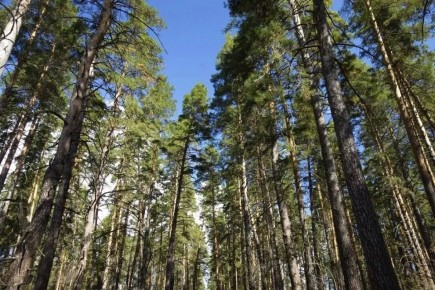 ����� ����������� ��� ������ � ������������ ����� ������������ ���