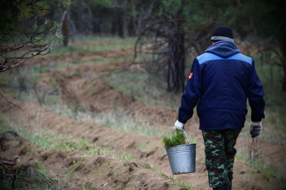 В Самарской области завершаются весенние посадки леса В Самарской области завершаются весенние посадки леса