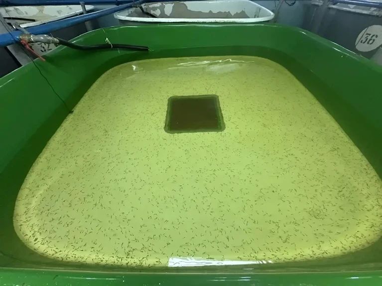 Плавучий дом для волжской стерляди создали в Самарской области Плавучий дом для волжской стерляди создали в Самарской области