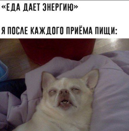 Поели, можно и поспать: из-за чего бывает сонливость после еды и как она связана с продолжительностью жизни