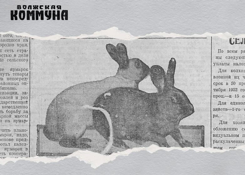 94 года назад в нашей стране стартовала масштабная кампания по развитию кролиководства