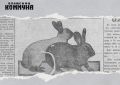 94 года назад в нашей стране стартовала масштабная кампания по развитию кролиководства