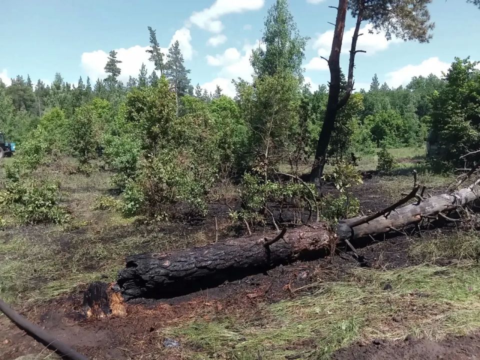 Лесопожарная обстановка в Самарской области за прошедшую неделю Лесопожарная обстановка в Самарской области за прошедшую неделю