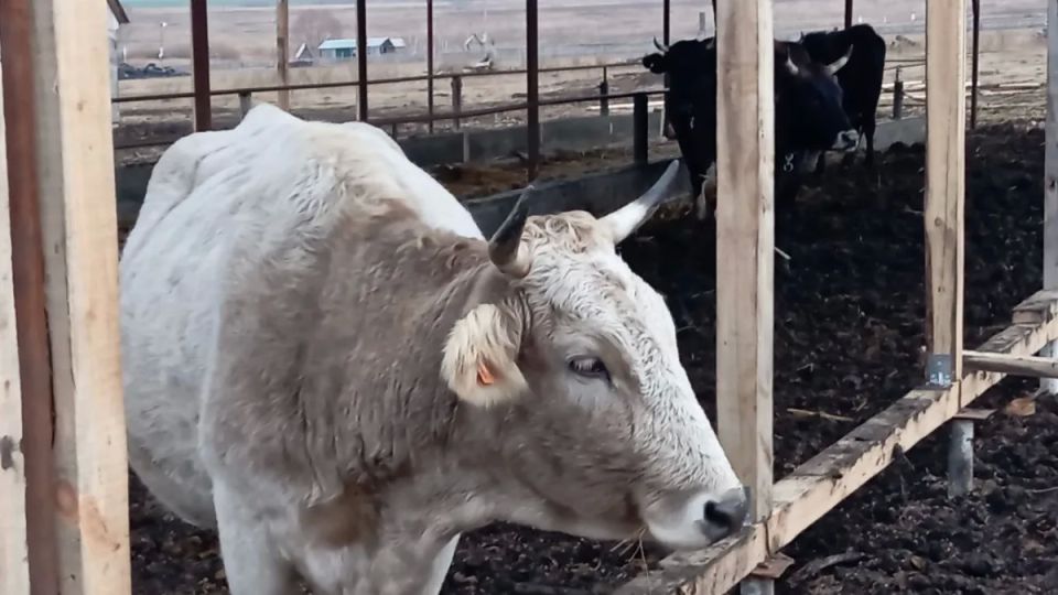 В Самарской области 10 частных хозяйств попали в очаг лейкоза