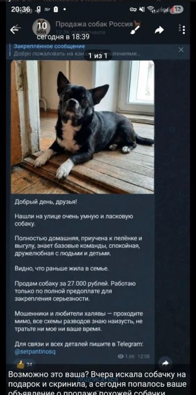 Чип исчез в Самаре. Спустя неделю его выставили на продажу и пригрозили скормить змеям Чип исчез в Самаре. Спустя неделю его выставили на продажу и пригрозили скормить змеям