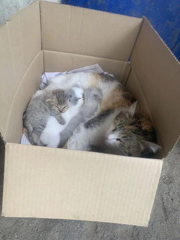 Нам пишут:. «Котята с кошкой на улице, около магазина, в Борковке, где стаи собак, их порвут, там совсем не безопасно! Одно семейство оттуда уже вывезли "добрые" люди в лес, сейчас пообещали не трогать, но кто знает что в...