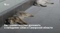 Глава СК России Александр Бастрыкин поручил региональному следственному управлению доложить о расследовании дела по факту нападения собак на мужчину у Алексеевских озер в Самарской области