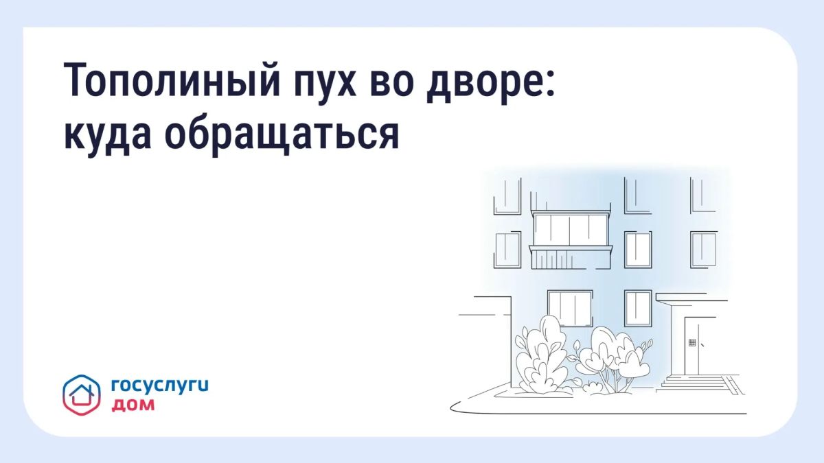 Что делать, если двор заполонил тополиный пух?
