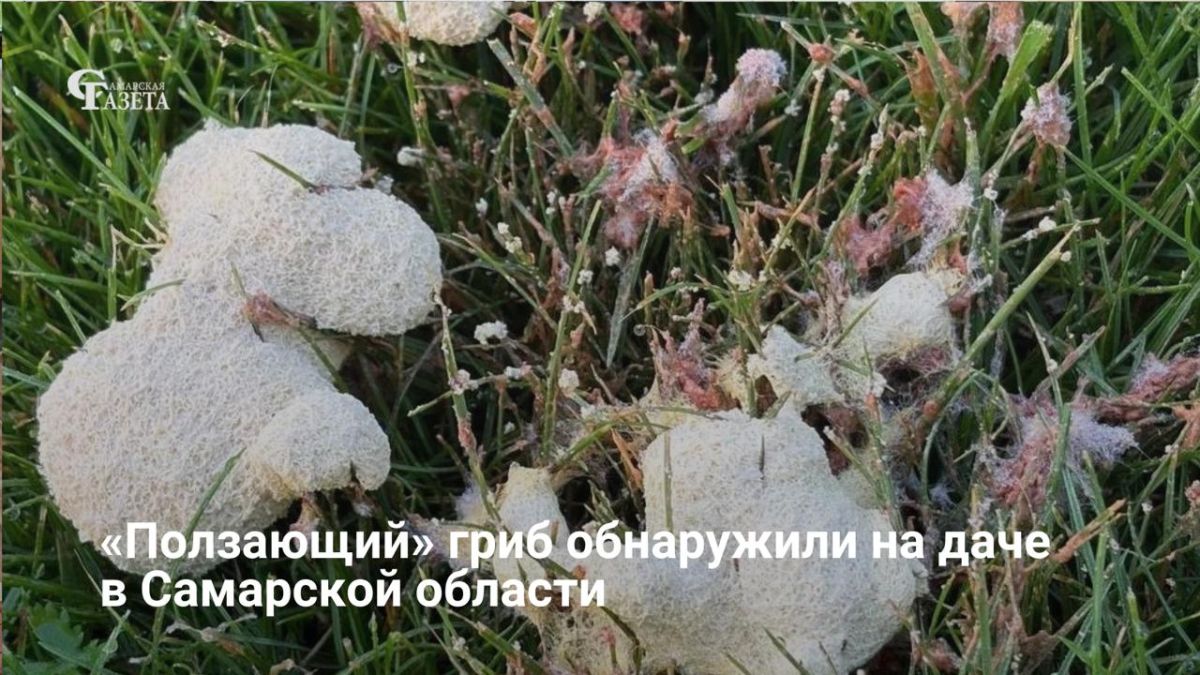 После дождей и потепления на даче в Старой Бинарадке за ночь выросло необычное желтое образование с грибным запахом