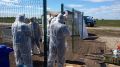 В Кинеле объявили карантин по бешенству 10 июля