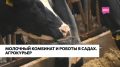 Как живут буренки в самом крупном молочном комплексе региона?