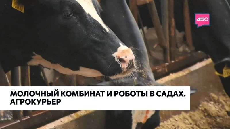 Как живут буренки в самом крупном молочном комплексе региона?