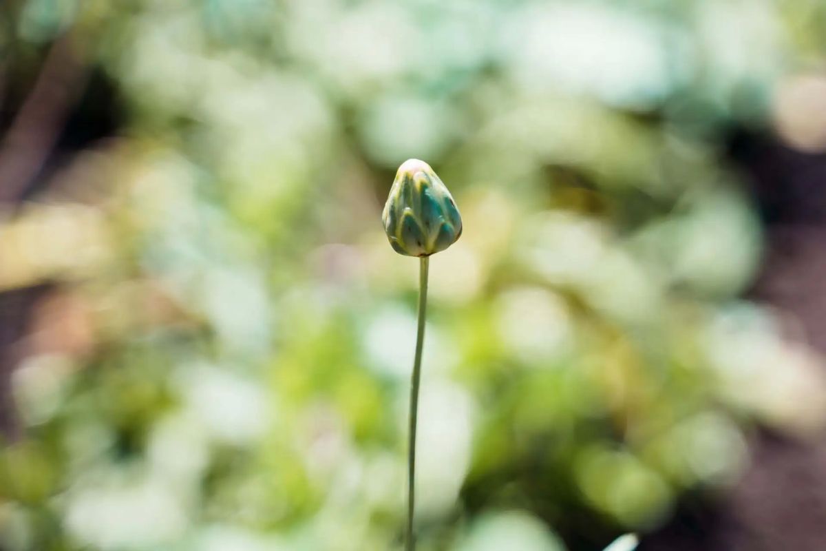 Самарские биологи получили первые всходы растений-космонавтов Самарские биологи получили первые всходы растений-космонавтов