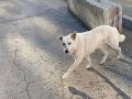 Больше тысячи бездомных животных отловили в Самаре с начала года