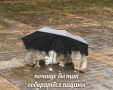 Доброе пятничное утро!. Погода нас сегодня не радует - облачно, дождь, местами сильный, ливень, гроза, возможен град