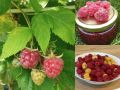 Малина: как сохранить вкус лета до зимы?