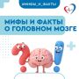 Врач рассказал, как сохранить здоровье мозга и развеял мифы о нем