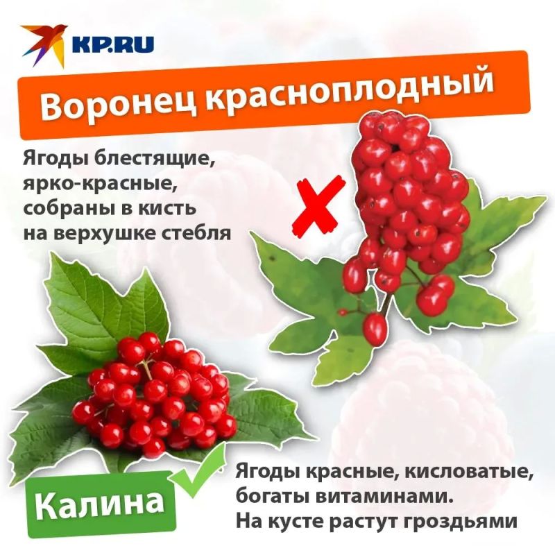 Как отличить съедобные ягоды от смертельно опасных Как отличить съедобные ягоды от смертельно опасных