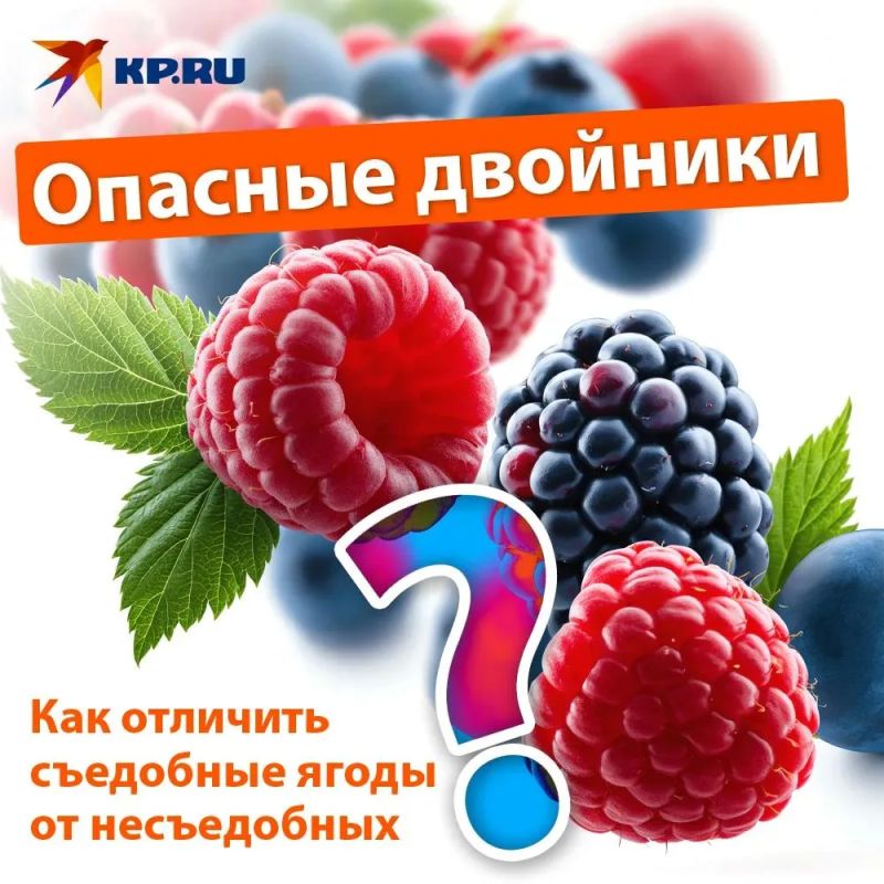 Как отличить съедобные ягоды от смертельно опасных