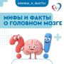 Врач рассказал, как сохранить здоровье мозга и развеял мифы о нем