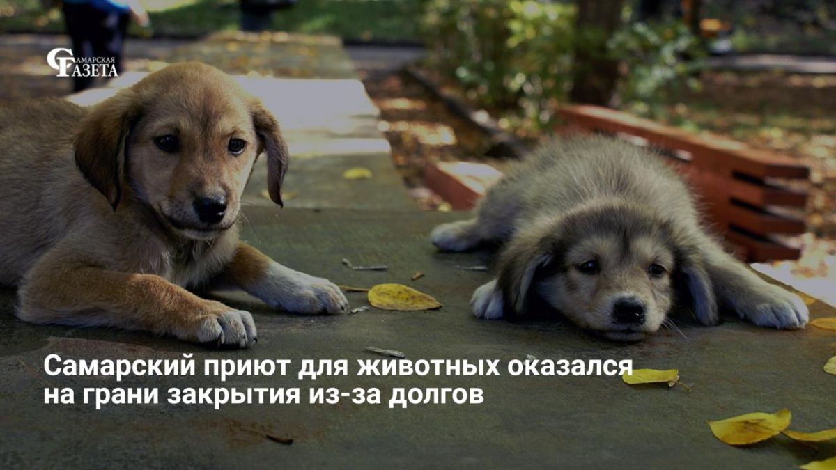 Самарский приют для животных оказался на грани закрытия из-за долга более 600 тысяч рублей, из-за чего прием питомцев остановлен, а прогулки прекращены из-за нехватки препаратов от клещей