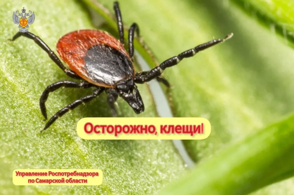 Управление информирует, что всего с начала эпидемического сезона в Самарской области зарегистрировано 3602 пострадавших от укусов клещами, из них 1094 - дети