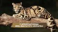 Международный день дымчатого леопарда: открытки с самым загадочными и красивым представителем кошачьих